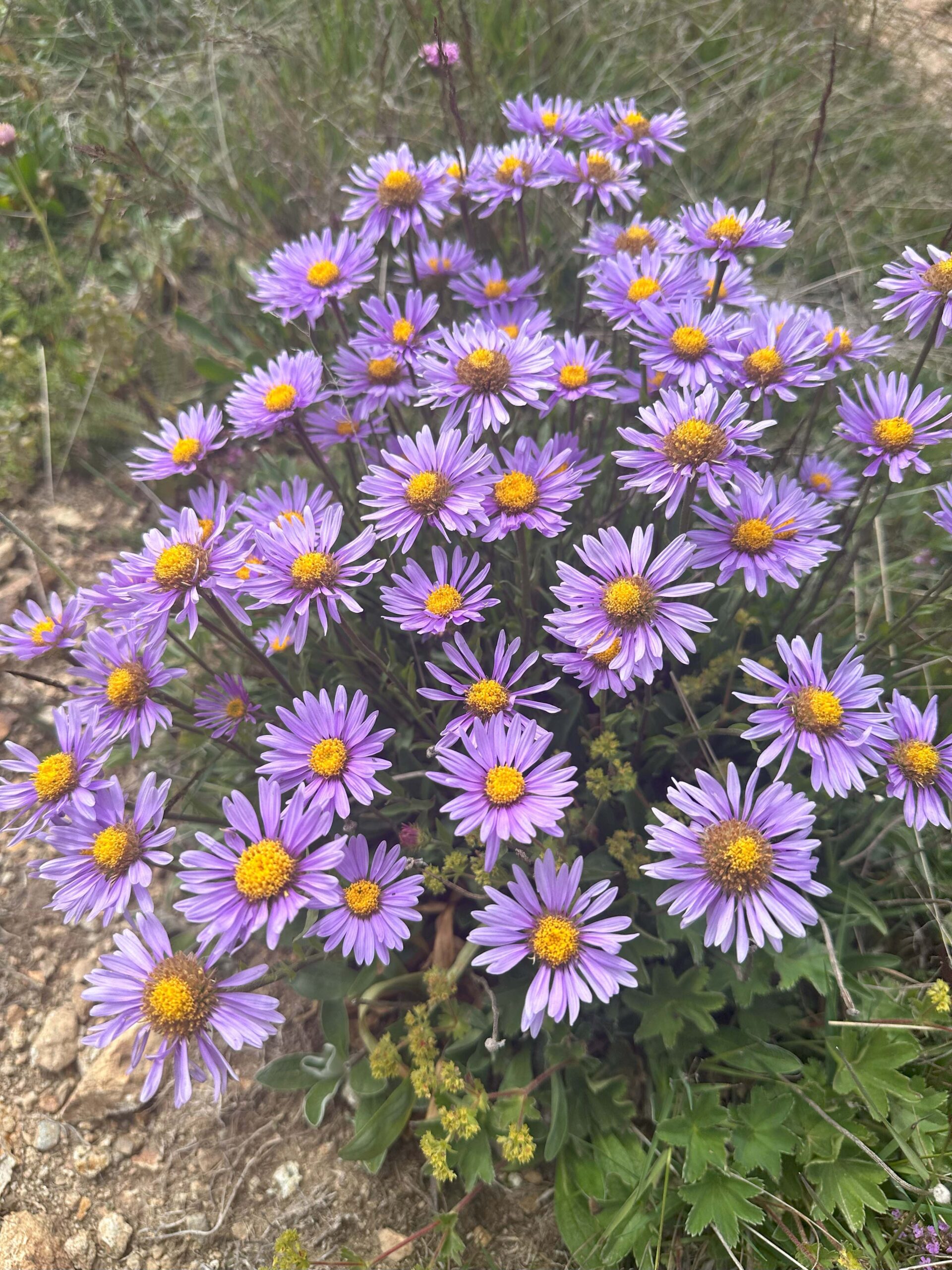 Biyolojik Çeşitlilik
