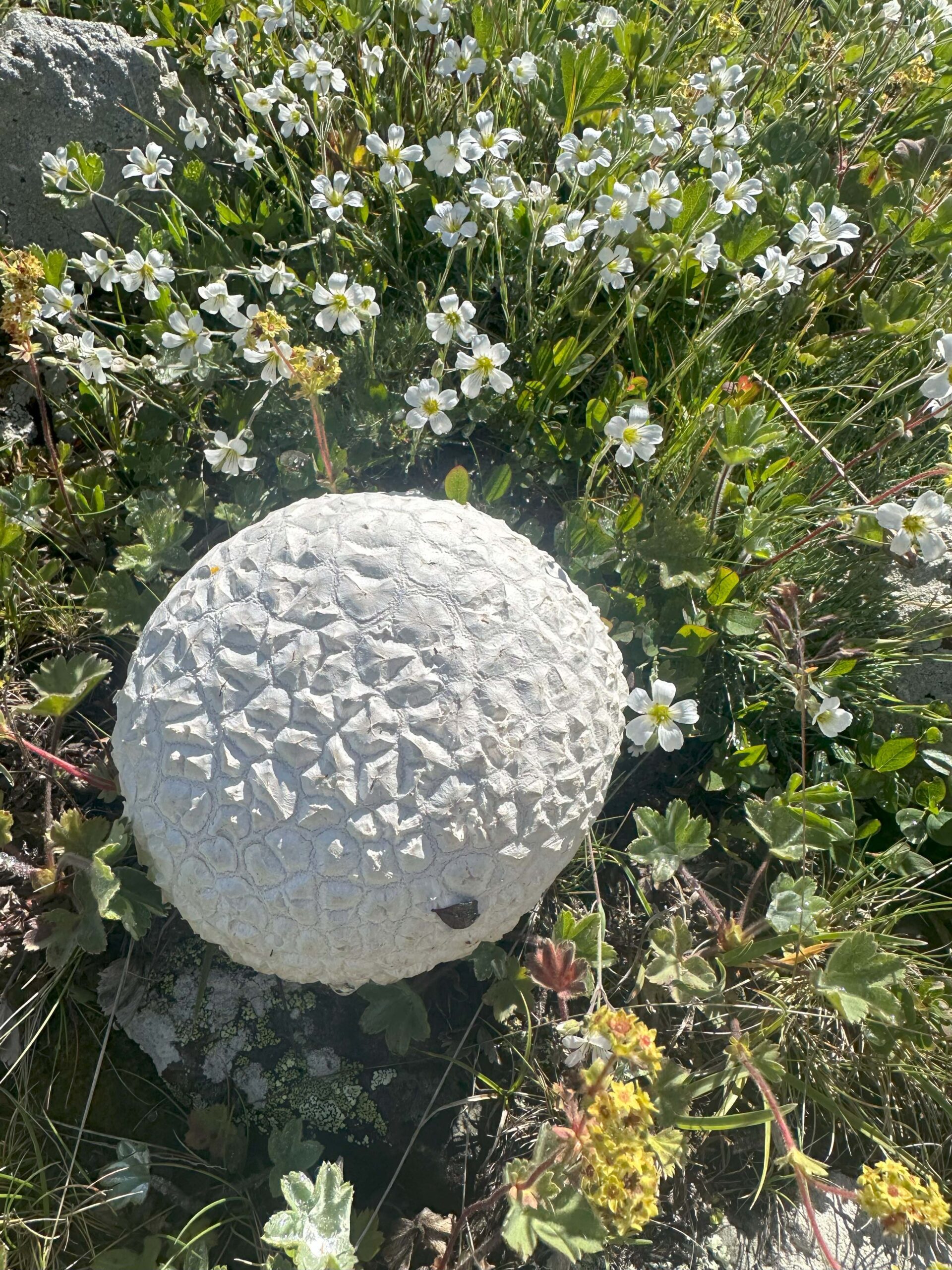 Biyolojik Çeşitlilik