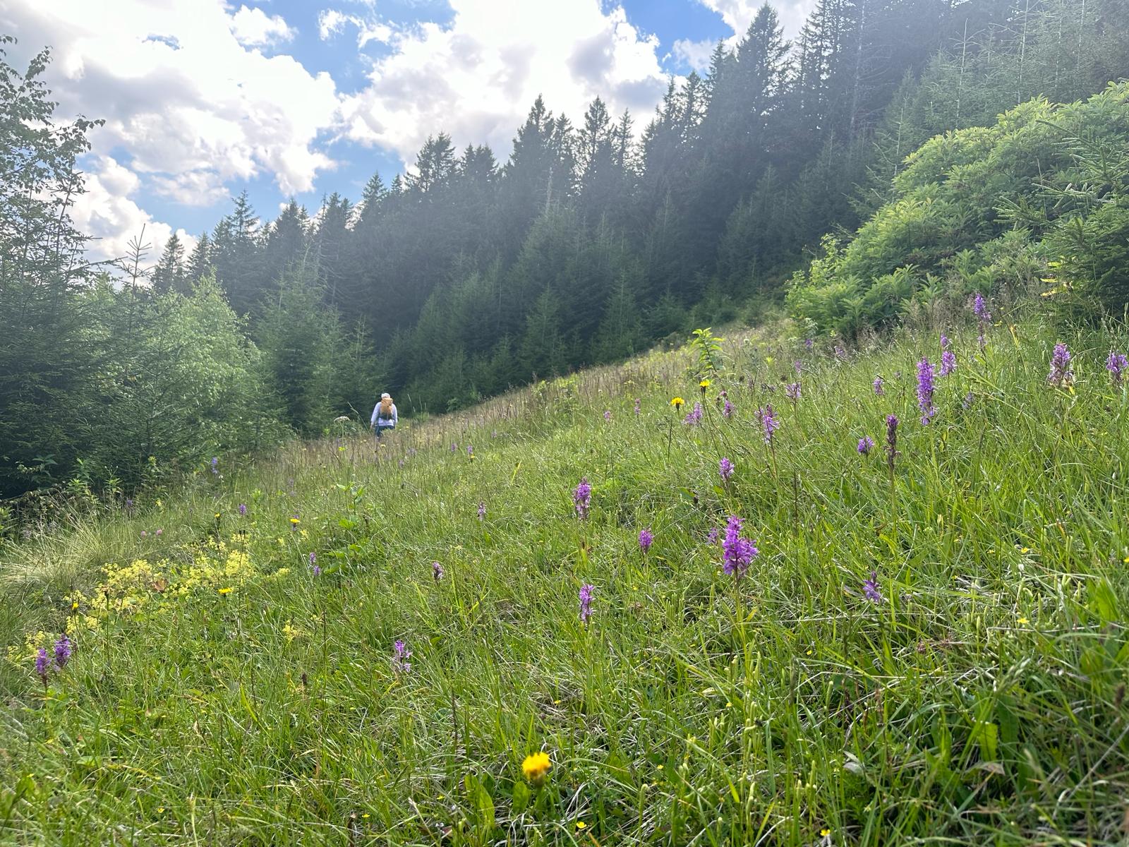 Barma Yaylası
